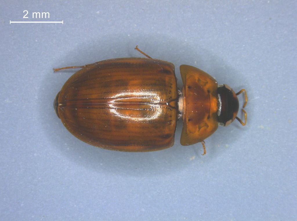 Enochrus testaceus